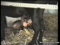 In a girls' sex horses porn video, a fat slut enjoys beastiality sex by inserting a horse's cock into her ass and pussy.